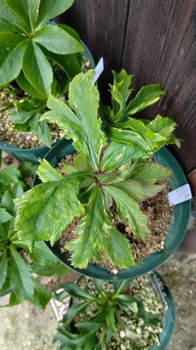 クリスマス'という名前がつく花自由が丘のフラワーアレンジメントスクール♪Juno flower studioのブログ