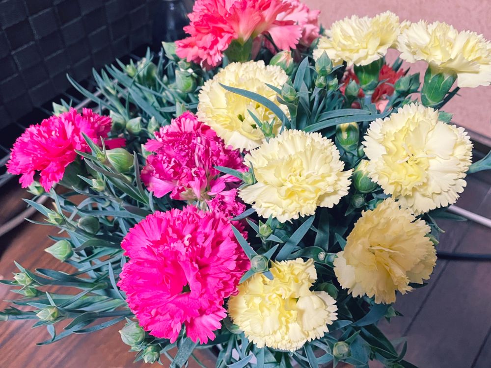 カーネーション：サキーネ応援花・テルーラピンク5号鉢入り の通販園芸ネット