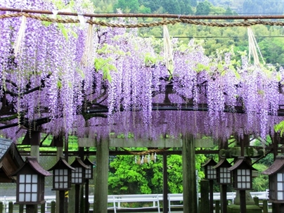 定禅寺藤まつり福岡のイベント・祭り－ふくおかサポートねっと－