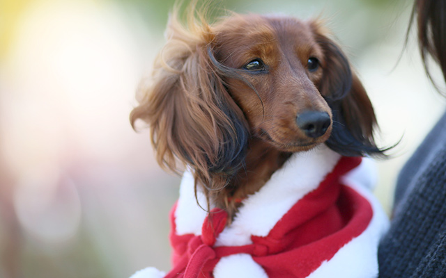 今年もやってきた！！動いて踊るサンタたち！「FUNNYクリスマス ミュージック」新作5型発売株式会社スパイスのプレスリリース