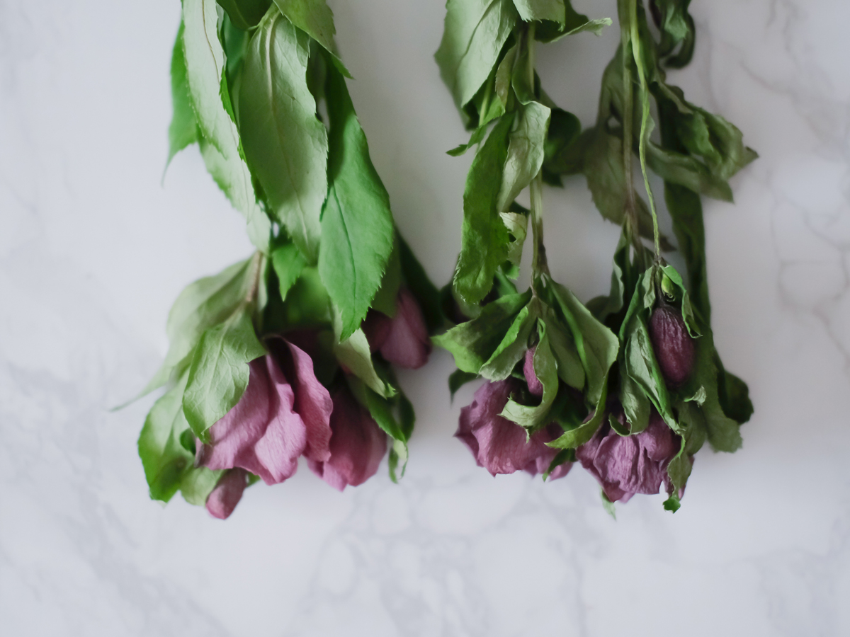 クリスマスローズで手作りドライフラワー - アグリトリオのブログ