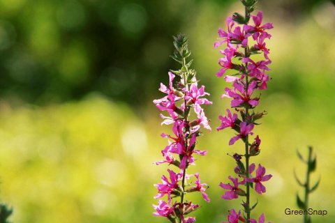 お盆に飾るミソハギの花の意味と飾り方供花としてのマナーと使い方ガイド – 花・花束の通販サイトHanaTaku
