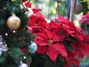 25☆クリスマス・お正月から春へ 長く楽しむ☆寄せ植え 花☆初心者様