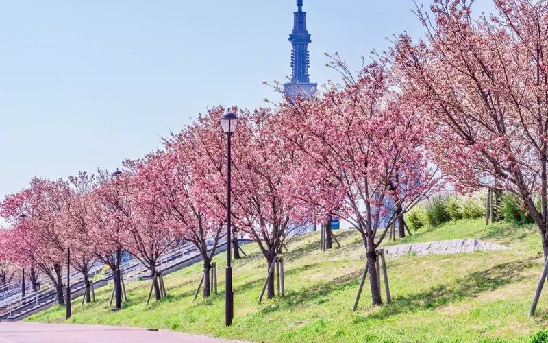 お花見！東京都内の穴場おすすめスポット３１選！と見頃な時期