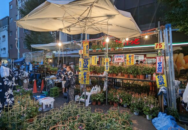 入谷朝顔まつり 朝顔市