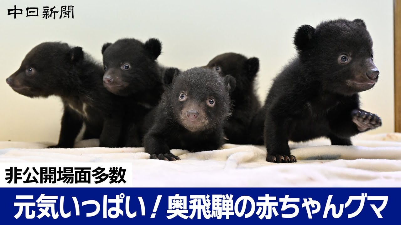 新品 Switch 桃太郎電鉄 ～昭和 平成 令和も定番！～即購入OK ゲオ公式通販