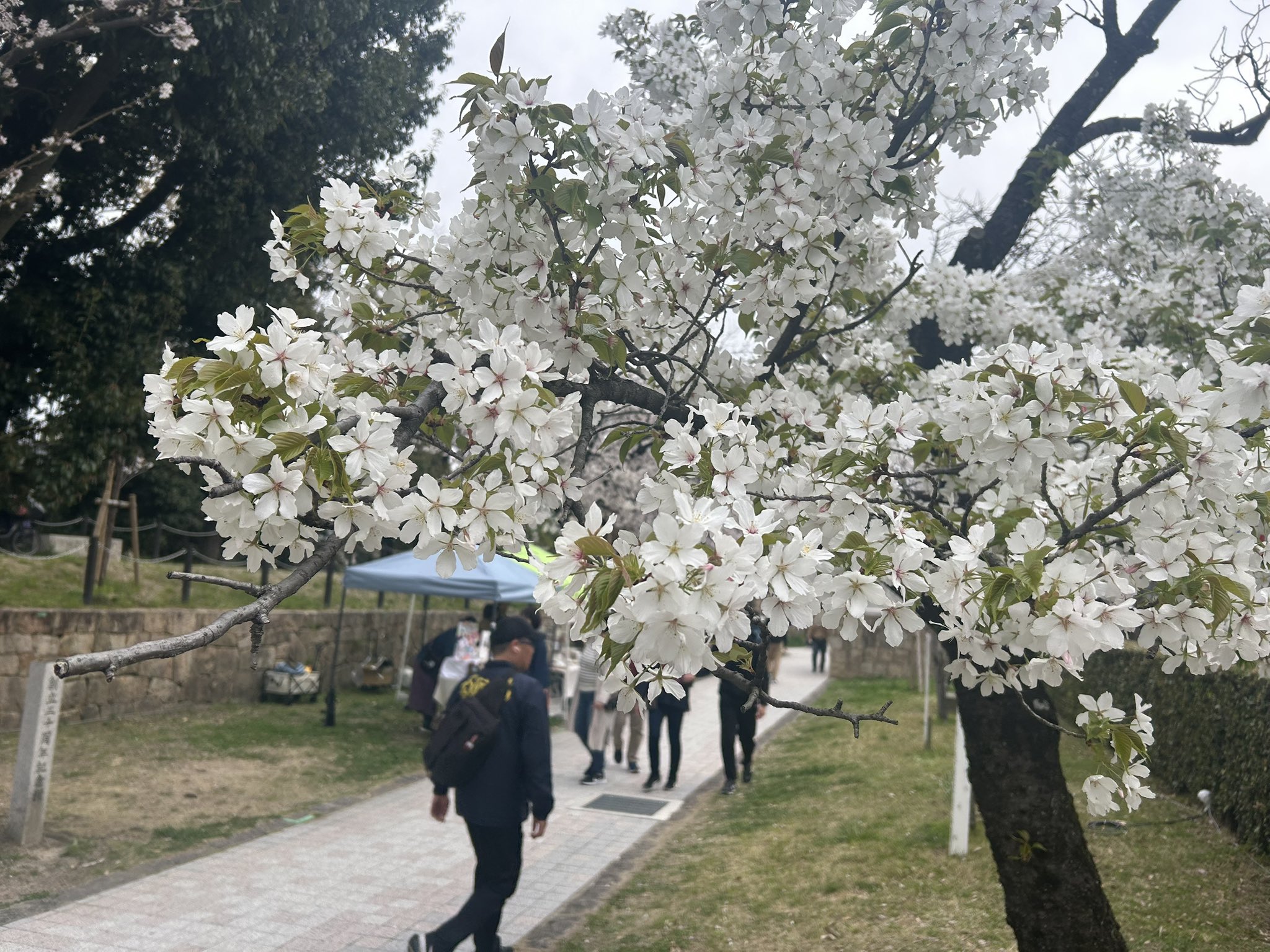 大阪府の「屋台」が楽しめる桜名所 お花見2025 - ウォーカープラス