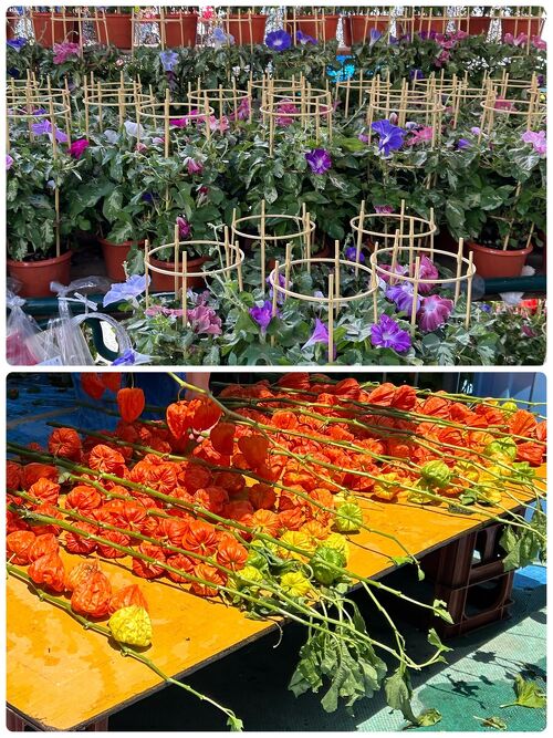 入谷朝顔まつり・ふるさと交流物産展 台東区ホームページ