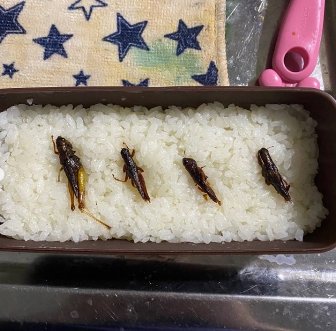 画像・写真嫁とケンカした翌日の強烈な“仕返し”弁当のバリエーションに「奥さまナイス」 旦那さん「これがバレたら、またすごいことになりそう」最新ニュース 2枚目eltha エルザ