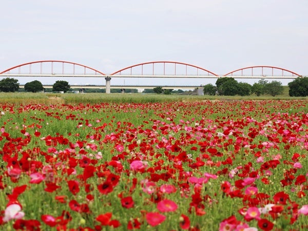 夕陽に染まるポピー‪が素敵だった𓂃 ◌‬𓈒𓋪‪ 2025.05.10吹上ポピー畑 @konosu_city_tourism_official埼玉saitamagram鴻巣市鴻巣ポピーポピー畑こうのす花まつりポピーまつり夕陽が好きはなまっぷはなまっぷ2025カメラ好きな人と繋がりたい‬