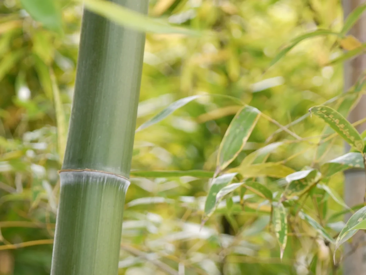 七夕 たなばた 、7月7日のすてきな日。なぜ笹に短冊をつけるの？LOVEGREEN ラブグリーン