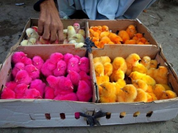 祭りのうちわを持ったひよこ 透過png：イラスト無料