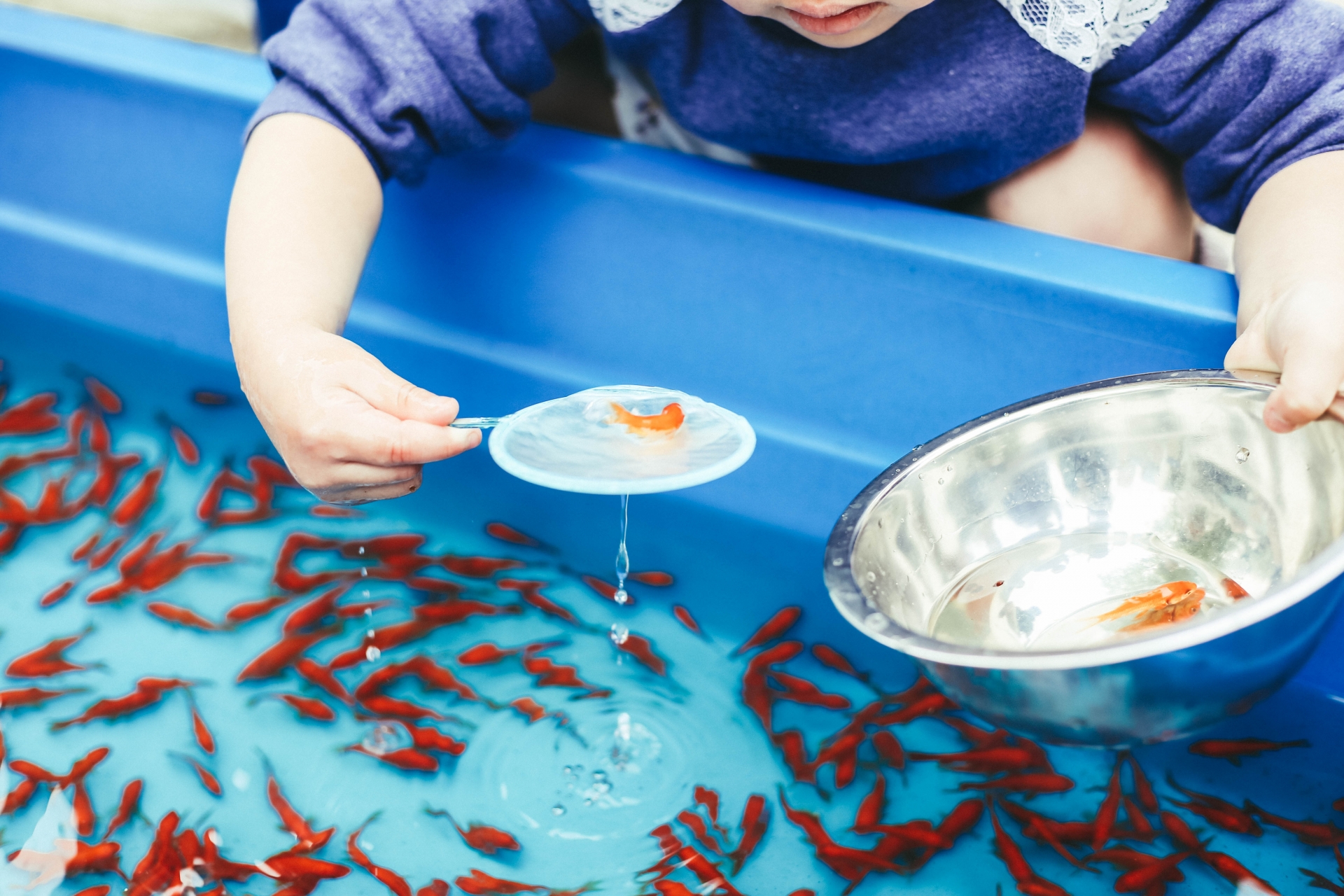 金魚すくいのやたい 作者: のんちマイデザイン カタログ -あつ森 あつまれ どうぶつの森