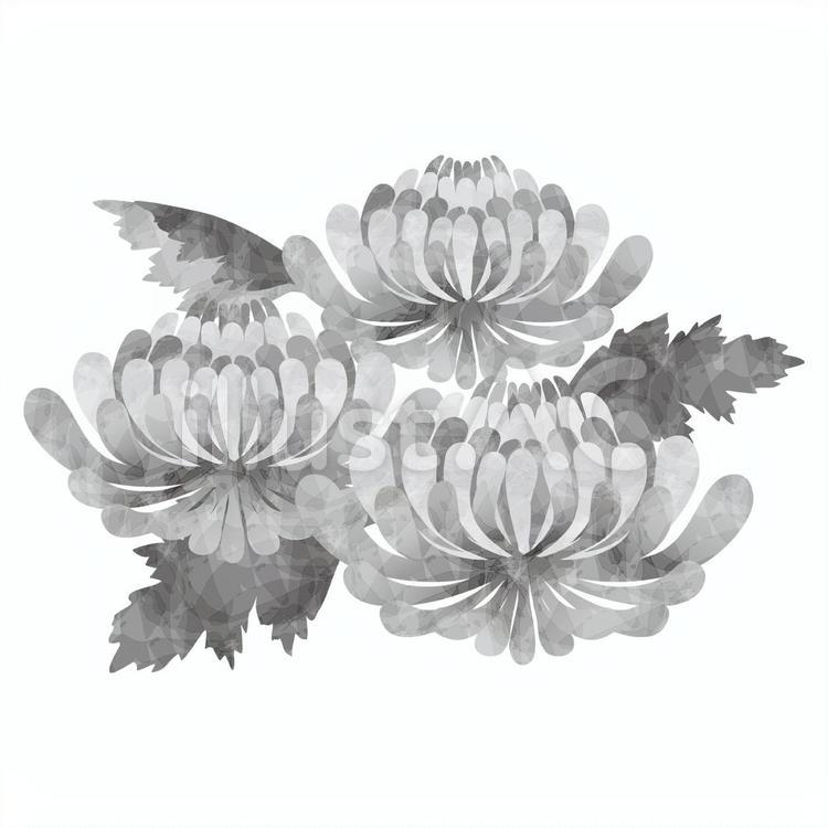 管物菊の喪中イラスト カラー bizocean ビズオーシャン