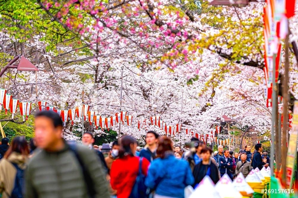 2019年 上野公園・隅田公園 お花見特集！上野・浅草ガイドネット