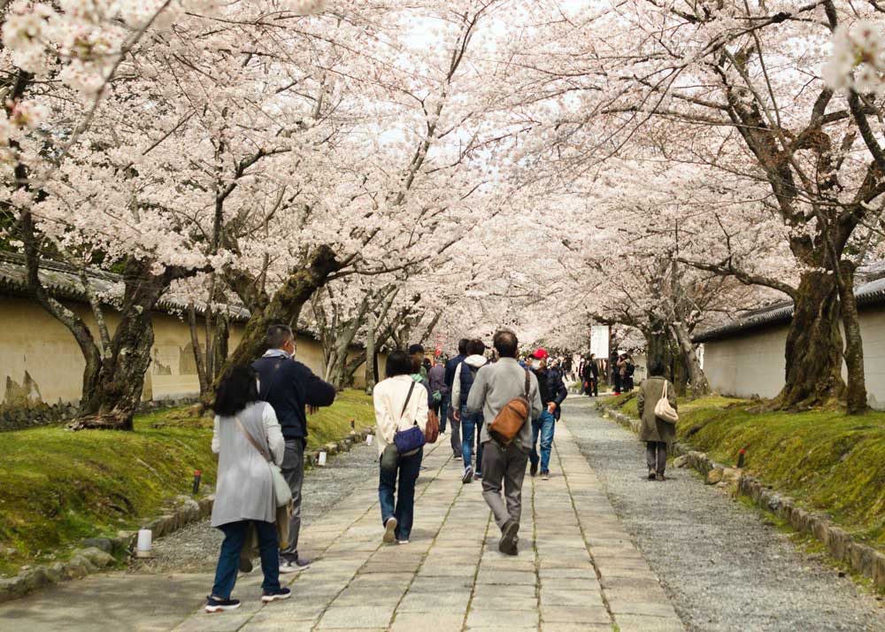 花といえば桜。お花見の起源と、季語「花疲れ」に込められた意味とは？ 季節・暮らしの話題 2021年03月23日- 日本気象協会 tenki.jp