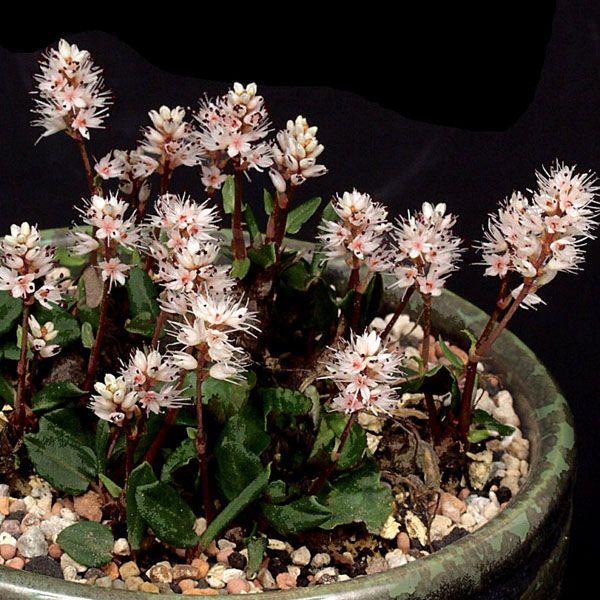 花火を3倍楽しむ！花火師しか知らない打ち上げ花火の内情をお伝えします - 斉藤商店 茨城県結城市