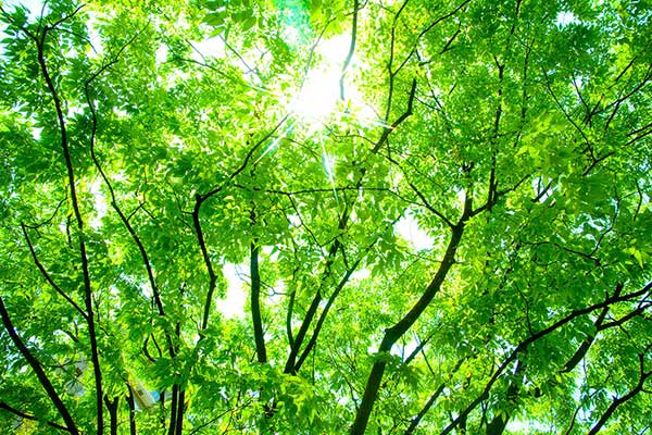 時候の挨拶5月下旬の挨拶やスピーチに使える言葉の例文や手紙・メールに使える文例挨拶やスピーチに使える季語・時候の言葉の例文や手紙 ・メール・季節に使えるPTAの文例