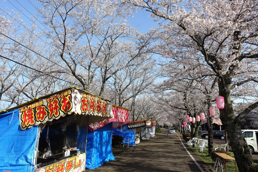忠元公園の桜 2025 ー 今シーズン終了 ー伊佐市鹿児島県伊佐市