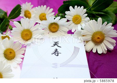 札紙 短冊のし 仏用 無地 5本結切 100枚入品番:28-520店舗装飾品のササガワ公式オンラインショップ賞状・慶弔・POP・ラッピング用品