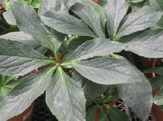 クリスマスローズの葉っぱの白い斑点・2園芸日記byみゆきみんなの趣味の園芸1005614