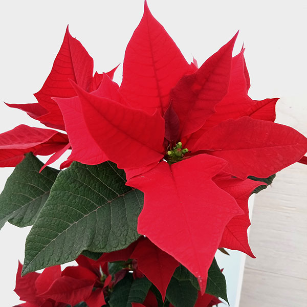 クリスマスにポインセチアを飾る理由観葉植物レンタル グリーンレンタル の国土緑化株式会社