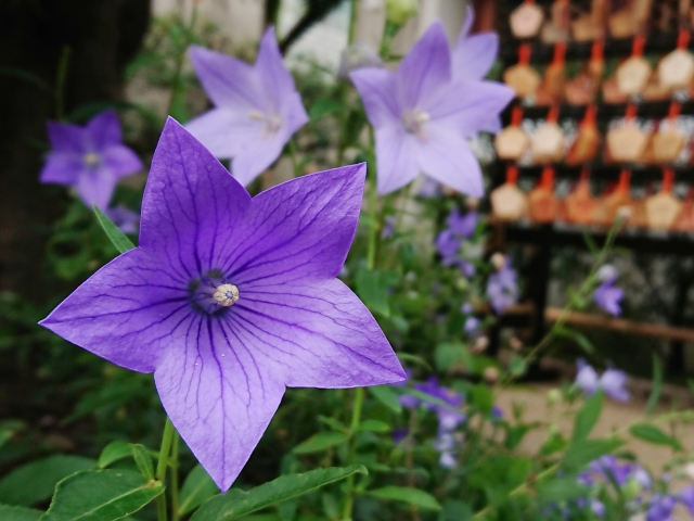 黒漆塗丸に桔梗紋陣笠 ホームメイト