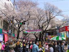 常盤平さくら通りの花見・桜情報 2025 ウェザーニュース