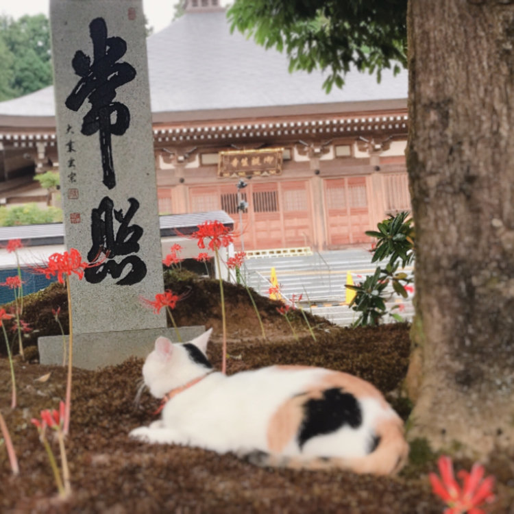 御誕生寺 – 和宿 多葉喜 たばき TABAKI