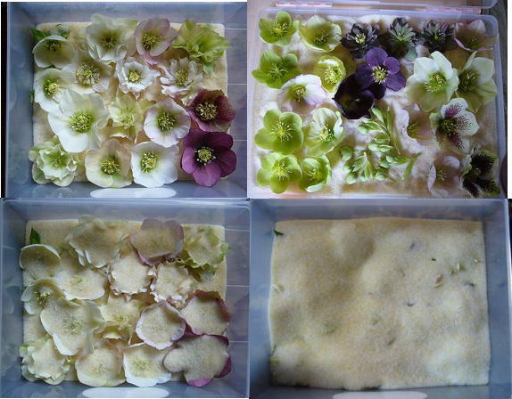 クリスマスローズヘレボルスホワイトあざやかドライ＜ 六合 くに の花 ドライフラワープロジェクト ＞ ドライフラワーちいさなあじさいや 通販 16158077Creema クリーマ