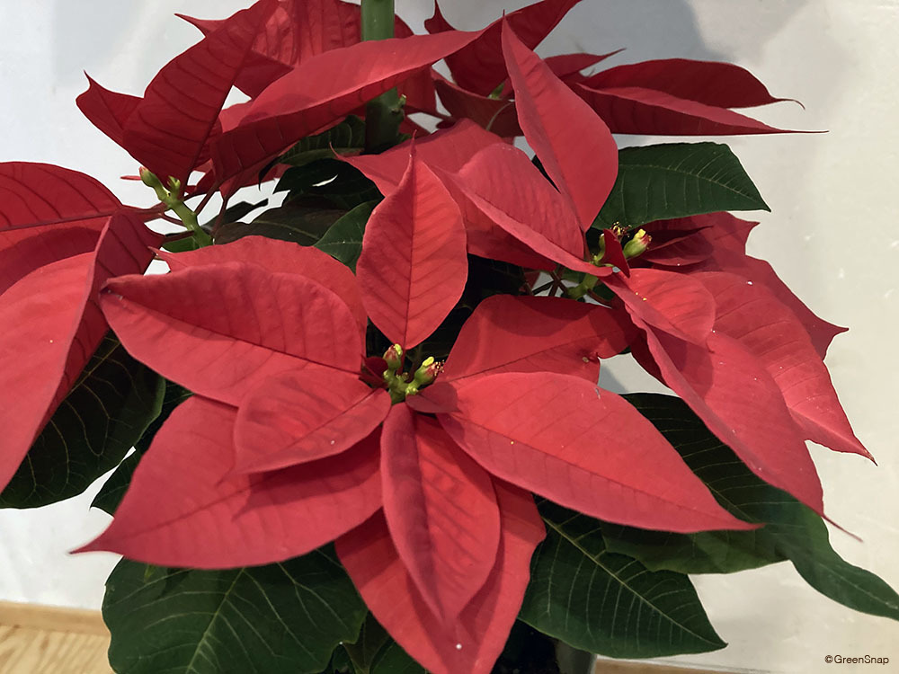 ポインセチアだけじゃない！クリスマスに飾りたい20の花＆グリーン