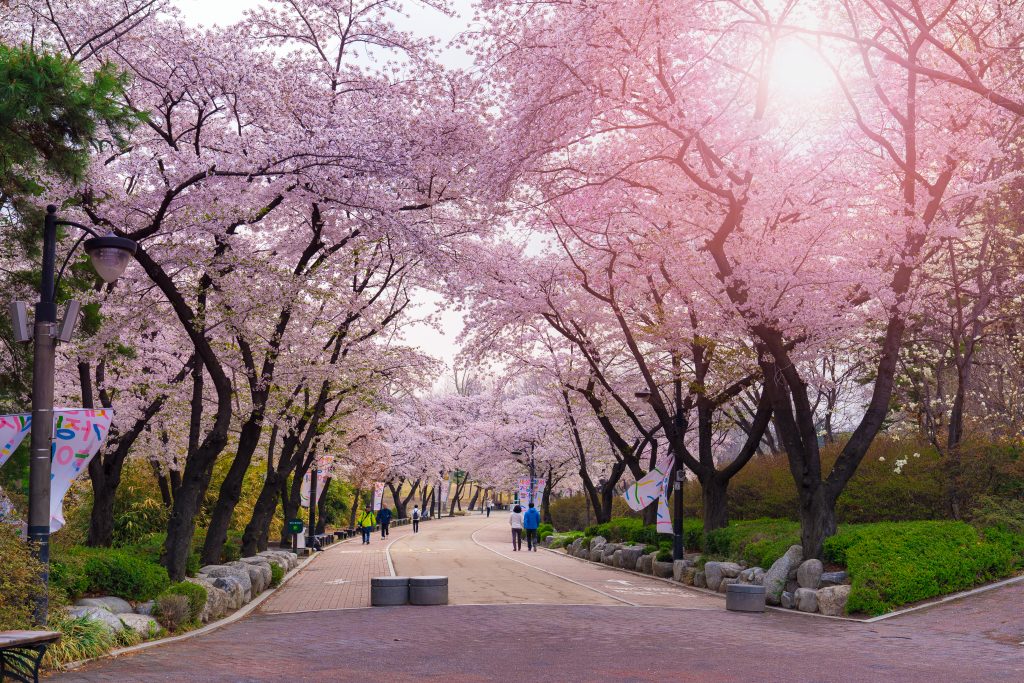 韓国でキレイな桜が見られるスポット5選 - 女子旅プレス