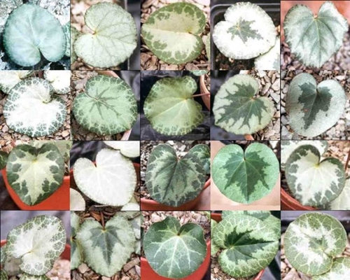 ガーデニング クリスマスの寄せ植えにピッタリのシクラメンとは 3色カラーで単独でもOKmappysgarden- エキスパート -Yahoo!ニュース