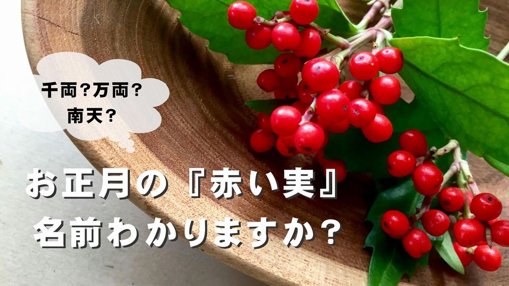 お正月に欠かせない赤い実、「南天」と「千両」の見分け方は？ ・ 南天と千両は、年末年始を代表する縁起物の赤い実です。どちらもお正月アレンジメントなどによく使われますが、この2つの見分け方をご存知ですか？・ 生花店などで切り枝を見分ける際は、実のつき方を