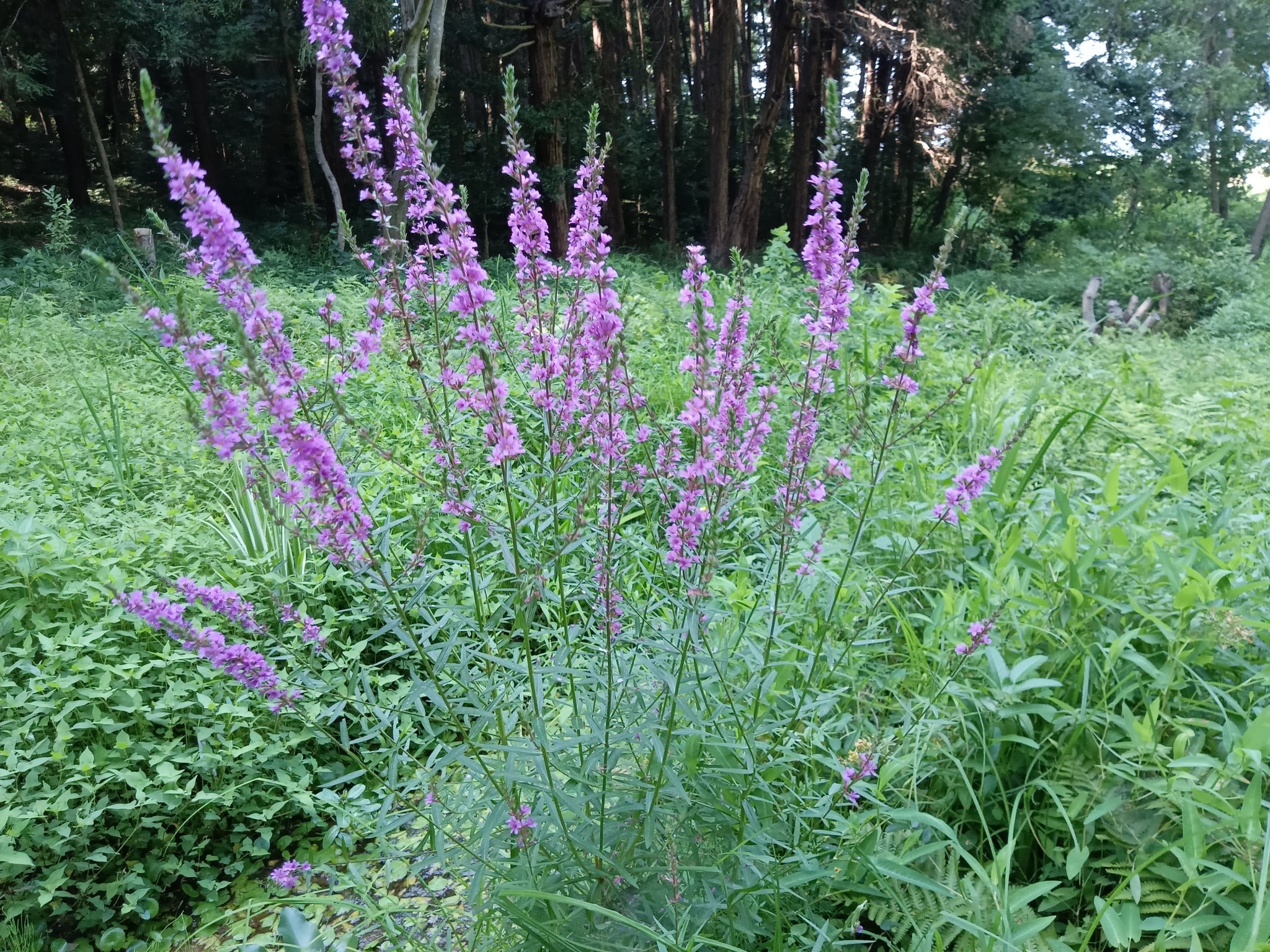 ミソハギ - 庭木図鑑 植木ペディア