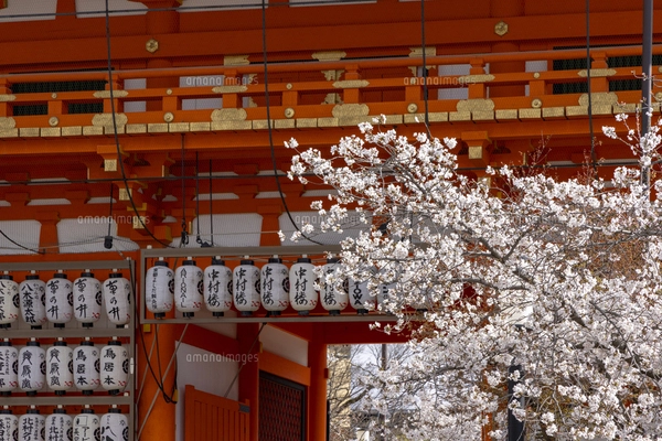 屋外で日本一！118段のひな人形「素盞鳴神社雛段飾り2024」が2 17 土 より開催おでかけ情報温泉ぱらだいす静岡