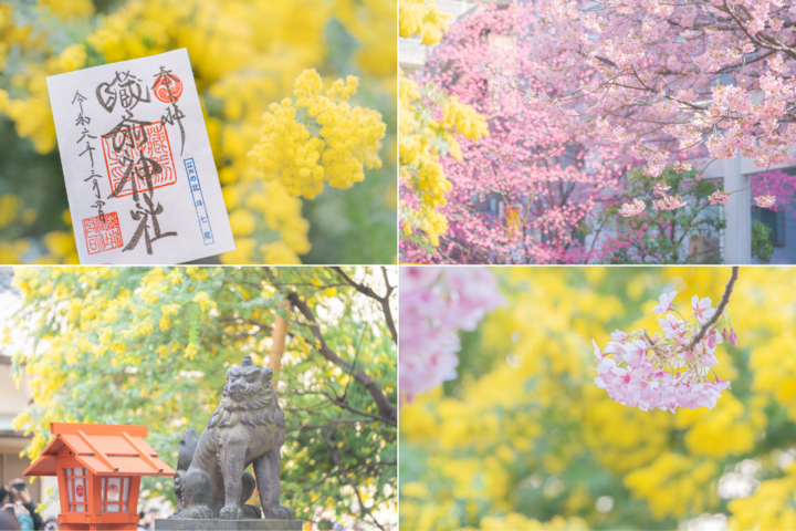 蔵前神社⛩️ 今年3回目の訪問🚙 ミモザも桜も満開です🌼🌸 とっても綺麗です🤩 Kuramae Shrine⛩️ My third visitthis year🚙 The mimosas and cherry blossoms are in full bloom🌼🌸 It's sobeautiful🤩 Location:東京都台東区 2025.3.14tokyojapanjapantrip