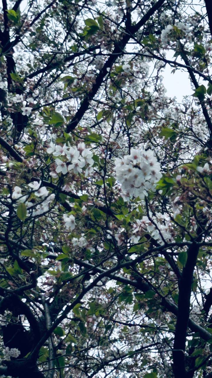 最新入国方法と航空券最新情報！※4月17日更新トラベルスタンダードジャパン