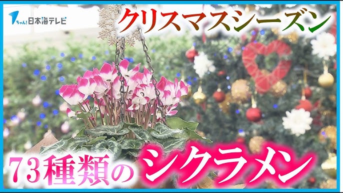 シクラメン 5号 鉢 花 ギフト 全11色 単品 鉢植え 赤 白 ピンク 紫 フラワーギフト 贈答 生花 クリスマス プレゼント 冬の花 送料無料ガーデンシクラメン ミルキー 花ギフト 希少 斑入り お祝い 誕生日 古希 喜寿 米寿 祝い 記念日 花