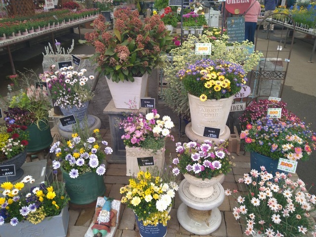 群馬県の観葉植物店おすすめ観葉植物・お花の通販 AND PLANTSアンドプランツ