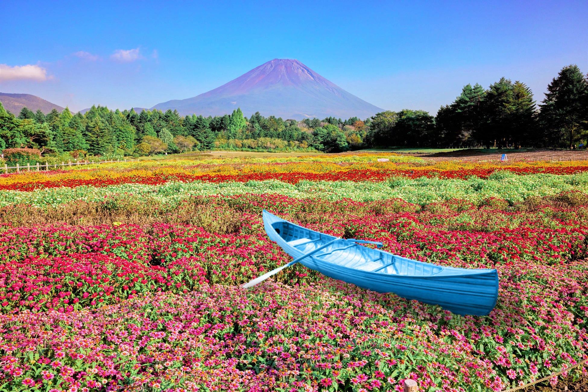 富士まつり花火2025の日程・スケジュールや屋台は？アクセスやシャトルバス・駐車場は？そらいろ～日本が魅せる多彩な表情～