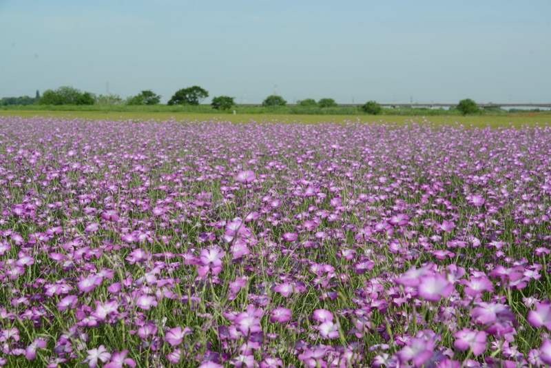 こうのす花まつり、ポピー開花状況です☺️ 吹上会場の開花が進んでいます。GWから楽しめそうです 馬室会場はこうのす花まつり頃満開になりそうですね☺️馬室会場 20％〜開花 ※ポピーハッピースクエア 吹上会場 50％〜80％開花 ※コスモスアリーナふきあげ ※吹上会場 5 5