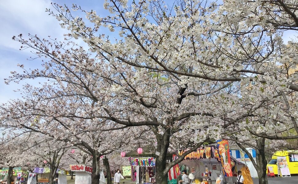 ふれあい動物開催中！ 桜まつり会場の明石公園にて、ふれあい動物園を開催しています！🌸 ①10:00〜12:00 ②13:00〜15:00ヤギの餌やり体験やモルモットのふれあいができます！ 他にもうさぎやフクロウなどたくさんの動物がいます！ みんな待ってるぶ〜🐷碧南市明石