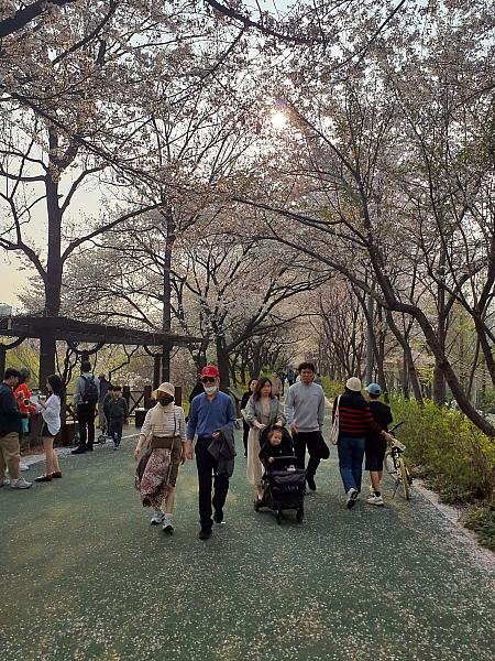 2025年ソウルでお花見！おすすめスポット15選！人気スポットから穴場までFunliday