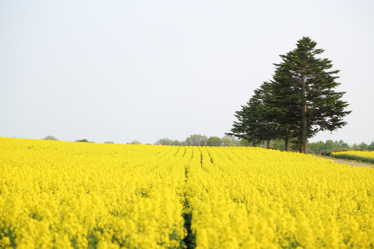 2024たきかわ菜の花まつり┃車がなくても楽しめる！会場までのアクセスは