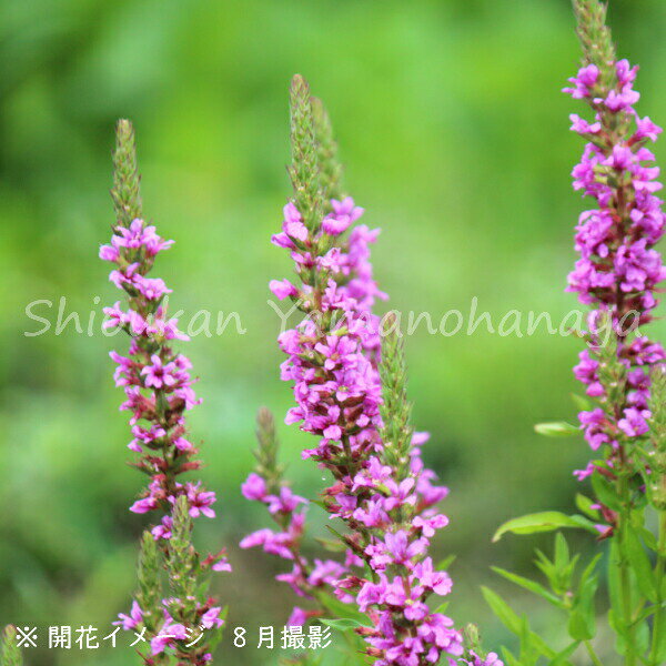 ミソハギ お盆の必需品 お寺の必需品東京北区の寺院、福性寺の最新ニュース 講演会情報
