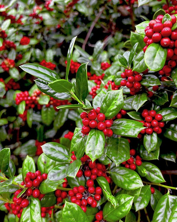 クリスマスホーリー スタンダード仕立て 5号 全高60〜70cm クリスマス ホーリー 赤い実 241119 : お花処 昌山園 - 通販 -Yahoo!ショッピング