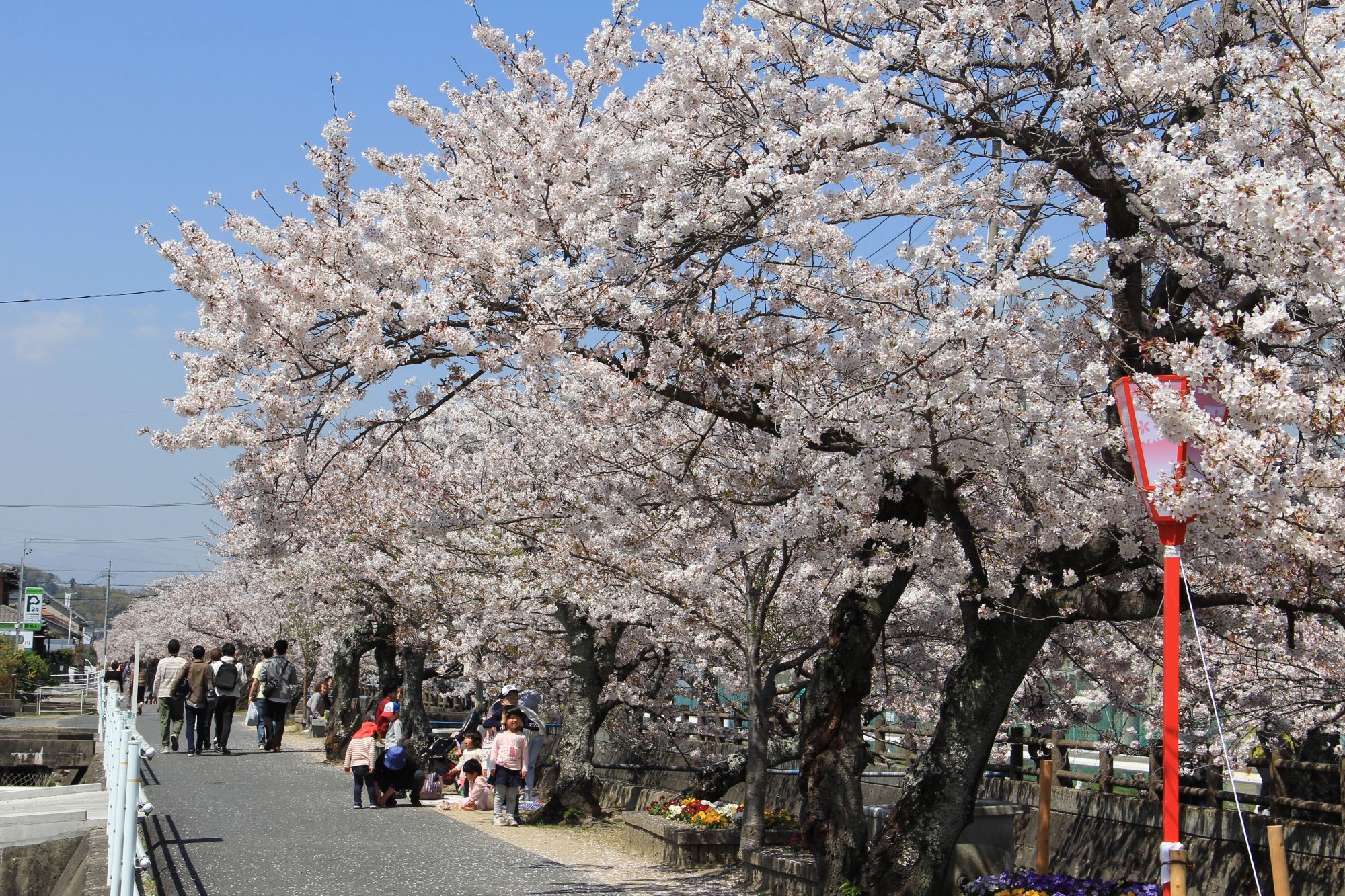伊勢内宮前 おかげ横丁 - . 今年の春も五十鈴川に桜まつりがやってきます。Facebook