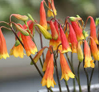 クリスマスベル 真鍮ベル お洒落な クリスマスの真の贈り物 : アムマックスのお店 ヤフー店 - 通販 - Yahoo!ショッピング