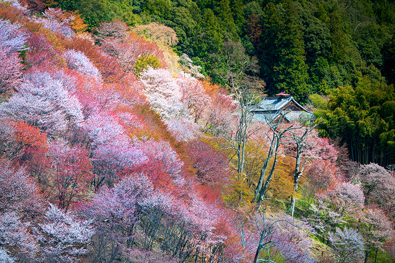 IMGP29341594年豊臣秀吉在吉野山擺設盛大的花見宴地點就在這吉水神社拜觀要200yenlinshibiFlickr